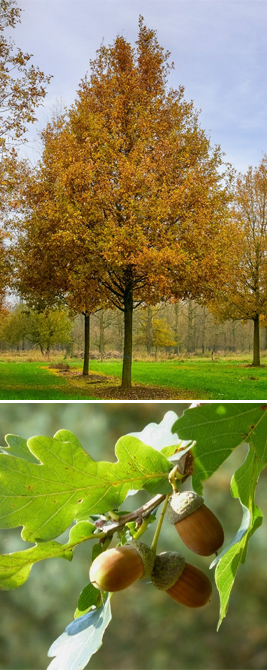 06 Zomer eik - Quercus robur